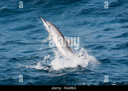 Hawaiian/Grays Spinner Dolphin, Stenella longirostris, spinning, Maldives, Indian Ocean.