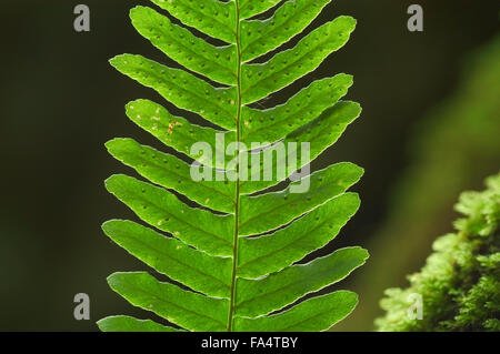 Common polypody (Polypodium vulgare) close up of fronds showing sporangia Stock Photo