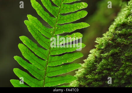 Common polypody (Polypodium vulgare) close up of fronds showing sporangia Stock Photo