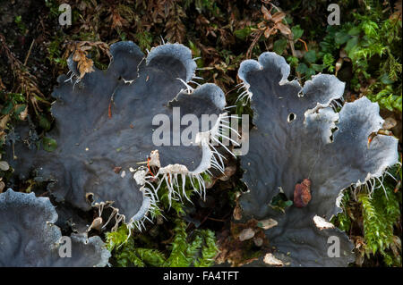 Dog lichen (Peltigera canina) growing on rock Stock Photo