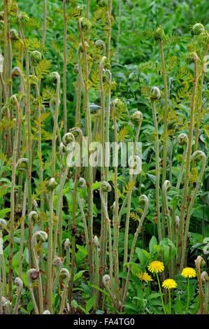 Royal fern (Osmunda regalis) fronds unfurling Stock Photo