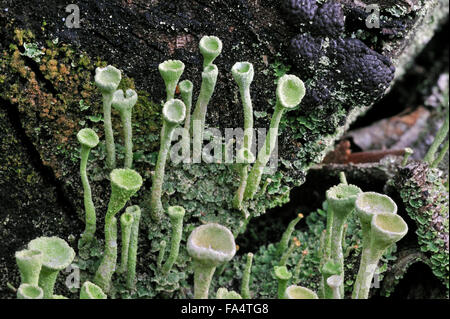 Pixie-cup lichen / powdered trumpet lichen (Cladonia fimbriata) growing on wood of rotten tree trunk Stock Photo