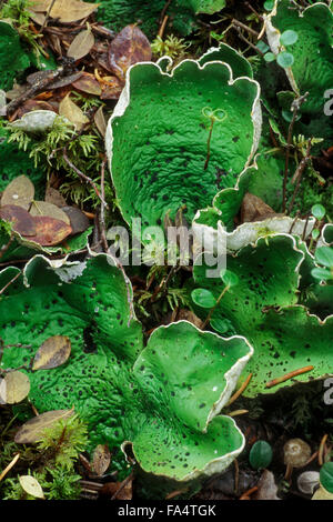 Green dog lichen / leafy lichen / felt lichen / common freckle pelt (Peltigera aphthosa) Stock Photo