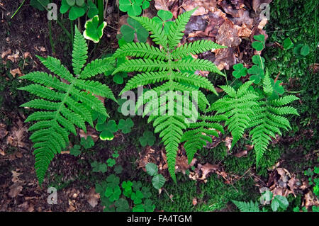 Long beechfern / long beech fern / Northern beech fern (Phegopteris connectilis / Dryopteris phegopteris) Stock Photo