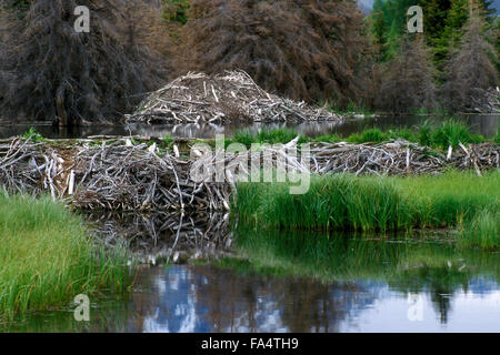 North American beaver (Castor canadensis) beaver dam and lodge Stock Photo