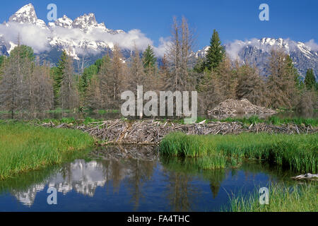 North American beaver (Castor canadensis) beaver dam and lodge in the Grand Teton National Park, Wyoming, USA Stock Photo