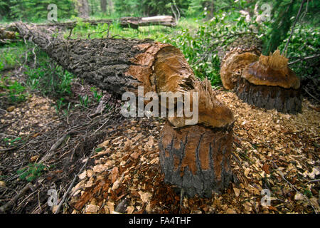 Trees felled by beaver in forest showing wood chips and gnawing marks Stock Photo