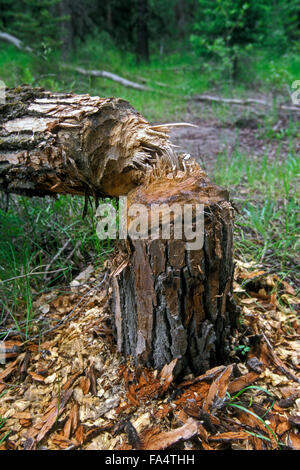 Tree felled by beaver in forest showing wood chips and gnawing marks Stock Photo