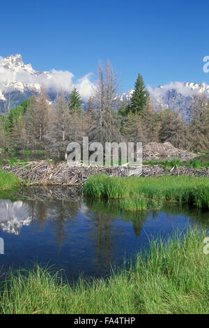 North American beaver (Castor canadensis) beaver dam and lodge in the Grand Teton National Park, Wyoming, USA Stock Photo