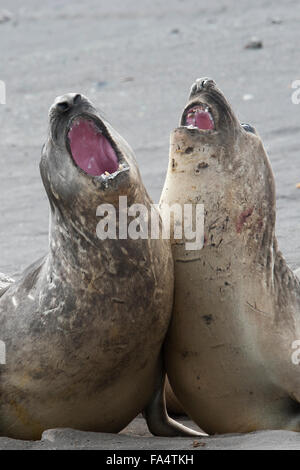 Bull southern elephant seals fighting (Mirounga leonina), roaring and showing teeth and inside of mouth, Antarctic Peninsula Stock Photo