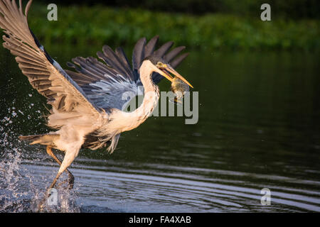 Cocoi Heron or White-necked Heron, Ardea cocoi, taking off with a fish in its beak, in the Pantanal, Mato Grosso, Brazil Stock Photo