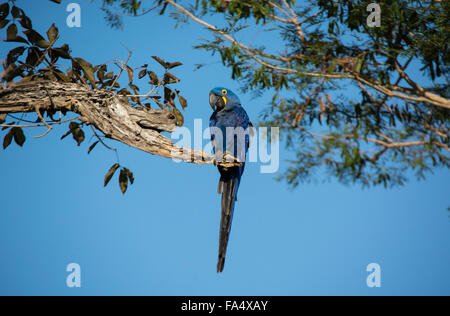 Adult Hyacinth Macaw, Anodorhynchus hyacinthinus, perched on a branch, Pantanal, Mato Grosso, Brazil, South America Stock Photo