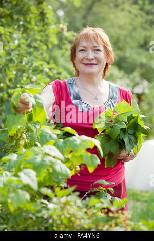 Mature woman gathers raspberry leaves in spring garden Stock Photo - Alamy