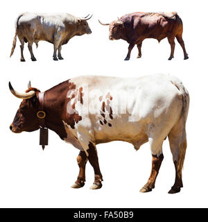 Set of 3 bulls. Isolated over white Stock Photo