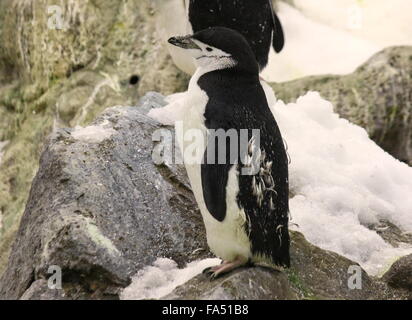 Antarctic Chinstrap Penguin (Pygoscelis antarcticus) Stock Photo