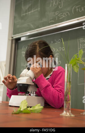 school girl looking through a microscope, Fürstenfeldbruck, Bavaria, Germany Stock Photo