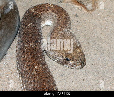Texas Western diamondback rattlesnake (Crotalus atrox), native to the Southern USA and Mexico Stock Photo