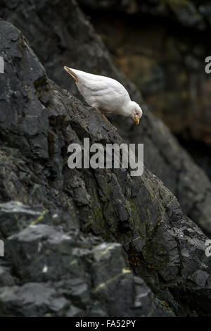 Snowy sheathbill (Chionis albus) on land at Orne Harbour, Antarctica Stock Photo