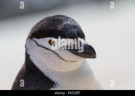 Beautiful portrait of a beautiful and clean chinstrap penguin in Antarctica