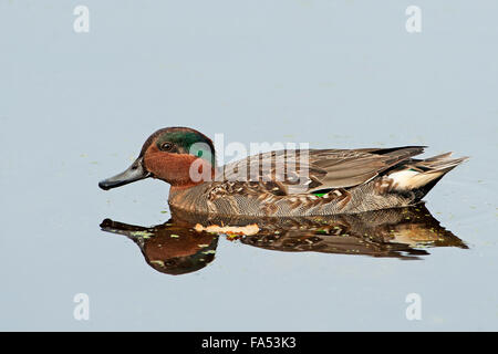 Drake green-winged teal on pond Stock Photo