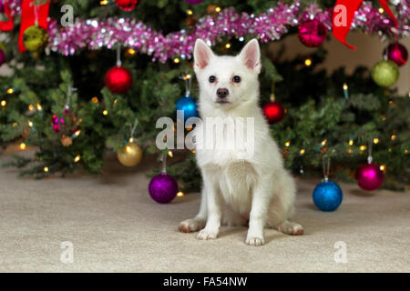 Happy white puppy dog, looking forward, with decorated tree in background. Selective focus on dog. Stock Photo
