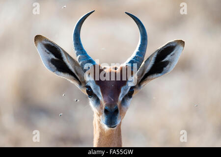 Waller's gazelle, also gerenuk or giraffe-necked antelope (Litocranius walleri), portrait, Tsavo East National Park, Kenya Stock Photo