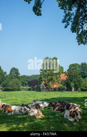 cows in field at farm in holland Stock Photo