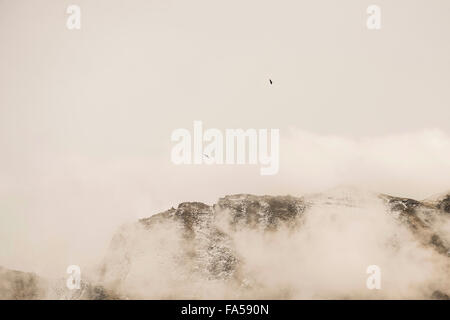 Eagles flying over snowcapped mountain in misty morning, Austrian Alps, Carinthia, Austria Stock Photo
