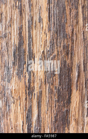 Detail of rough texture mango tree Stock Photo