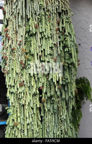 Sedum morganianum or also known as burro's tail or donkey tail