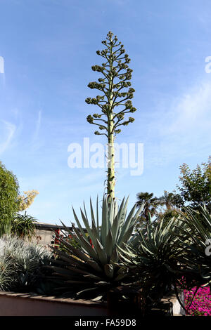 Agave sisalana Perrine or also known as Agave sisalana - Sisal with flowers Stock Photo