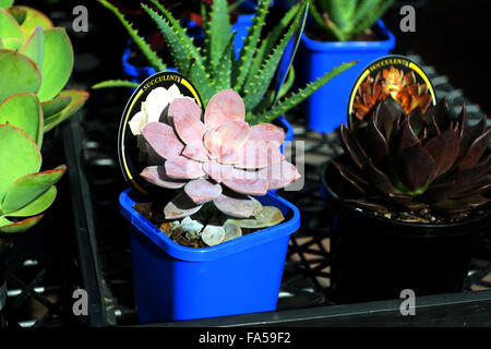 Mixed varieties of succulents for sale at local nursery Stock Photo