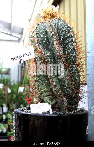 Astrophytum ornatum or also known as Bishop's cap Stock Photo