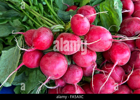 Red radishes  bundled, farmers market 'Raphanus sativus'. Stock Photo