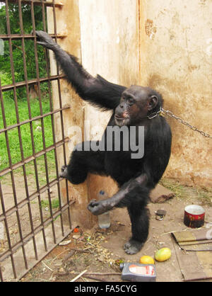 HANDOUT - An undated handout picture shows chimpanzee lady Lolita in ...