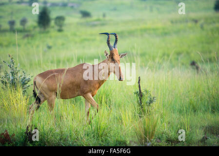 Jackson's Hartebeest (Alcelaphus buselaphus jacksoni), Murchison Falls National Park, Uganda Stock Photo