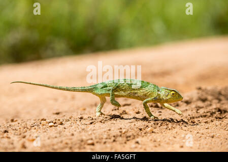 Flap-necked chameleon, chamaeleo dilepis, Murchison Falls National Park, Uganda Stock Photo