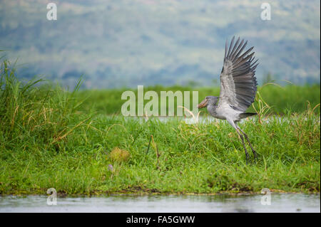 Shoebill in flight (Balaeniceps), Murchison Falls National Park, Uganda Stock Photo