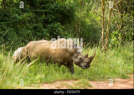 White rhinoceros (Ceratotherium simum), Ziwa Rhino Sanctuary, Uganda Stock Photo