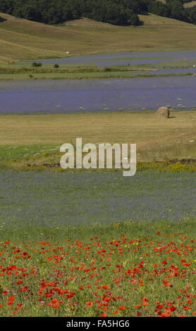 Arable fields with cornflowers and poppies in Monti Sibillini National Park, Umbria, Italy Stock Photo