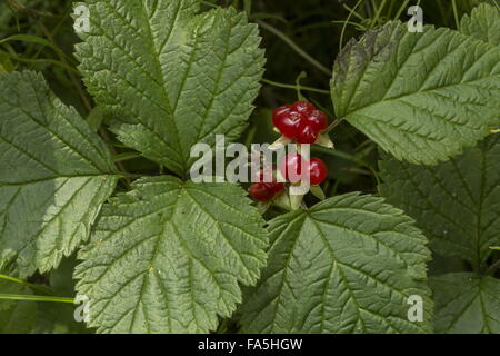 Stone Bramble, Rubus saxatilis in fruit Stock Photo