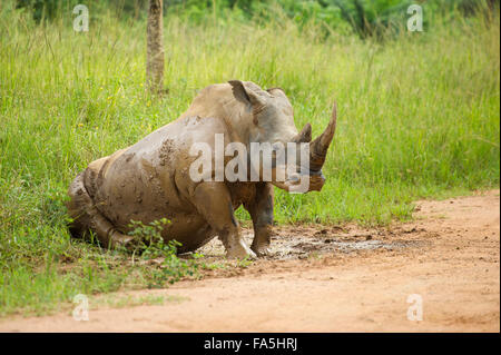 White rhinoceros taking a mud bath (Ceratotherium simum), Ziwa Rhino Sanctuary, Uganda Stock Photo