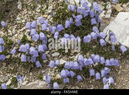 fairy's-thimble, Campanula cochleariifolia in dwarf form on dolomite, Dolomites. Stock Photo