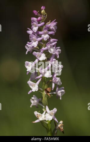 Short Spurred Fragrant Orchid, Gymnadenia odoratissima in flower in grassland, Dolomites. Stock Photo