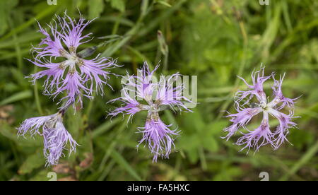 Fringed pink or Large pink, in flower in the Italian Alps. Stock Photo