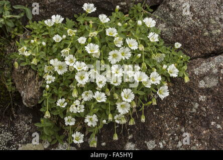 Glacier mouse-ear, Cerastium uniflorum at high altitude on acid rock, Italian alps. Stock Photo