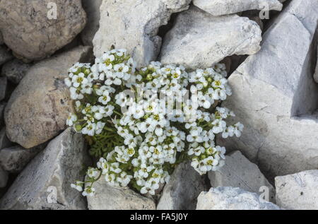 Chamois Cress, Hornungia alpina at high altitude, Dolomites. Stock Photo