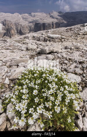 Glacier mouse-ear, Cerastium uniflorum at high altitude on dolomitic rock at 2700m, Dolomites. Stock Photo