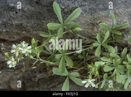 Lax cinquefoil, Potentilla caulescens in flower on dolomite cliff, Dolomites. Stock Photo