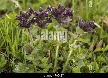 Alpine Bartsia, Bartsia alpina in flower in damp alpine pastures. Stock Photo